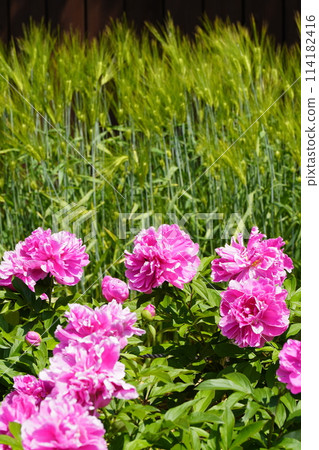 Pink peonies blooming in the garden Fire Festival 114182416