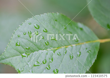 Rose leaves wet with rain drops 115410575