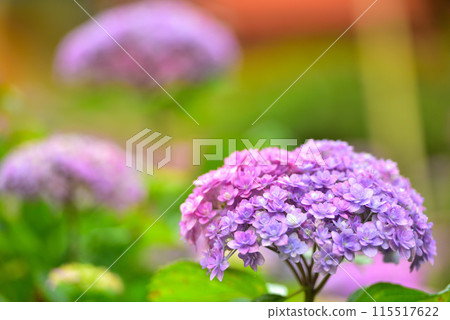 Hydrangeas at Mimuroto Temple in Uji, Kyoto Prefecture 115517622