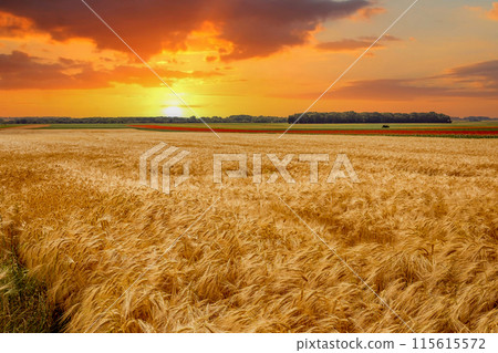 wheat fields in summer, Etretat, Normandy, france 115615572