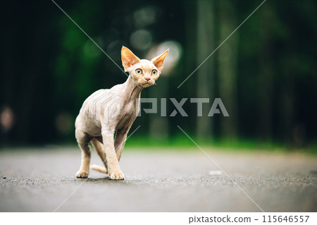 Devon Rex Cat With Cream Fur Color On Walkway Under Rain. Curious Funny Cute Beautiful Playful Devon Rex Cat Walking. Green Eyes. Amazing Happy Pets 115646557