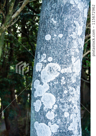 Patterns made by lichen growing on bark 115672962