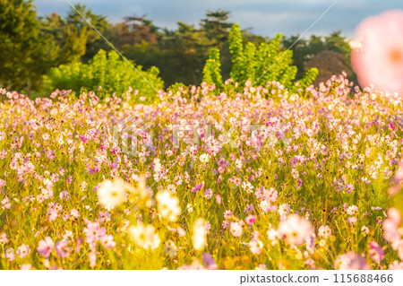 [Autumn material] Cosmos bathing in the morning sun [Nagano Prefecture] 115688466