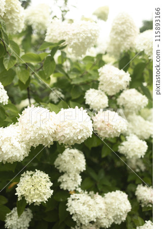 closeup hydrangea. Beautiful natural background with delicate white hydrangea flowers in landscape design. Flowers in the garden 115893166