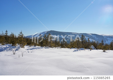 Snowy field and Barania Gora at Silesian Beskid on Bialy Krzyz in Poland 115085265