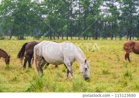 (Hokkaido) Tokachi Ranch, Grazing Horses, Drizzle 115123680