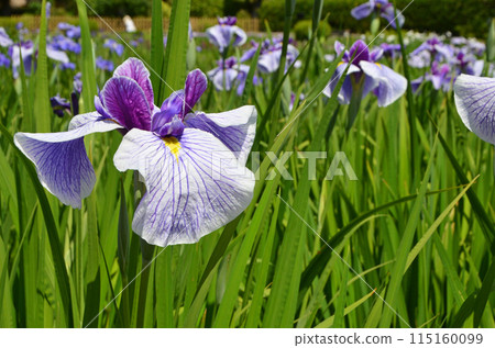 Iris flowers at Johoku Iris Garden in Osaka 115160099