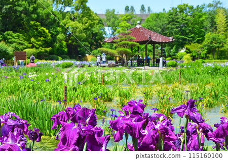 Iris flowers at Johoku Iris Garden in Osaka 115160100