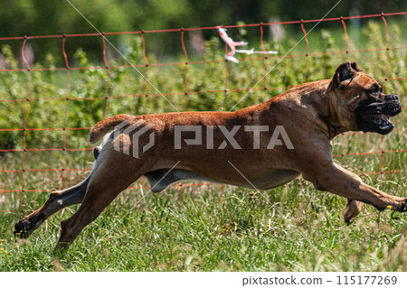 Cane Corso running and chasing coursing lure on green field 115177269