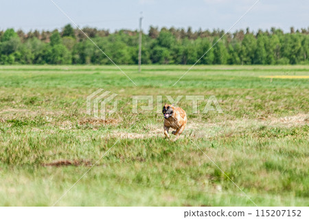 Cane Corso running and chasing coursing lure on green field 115207152