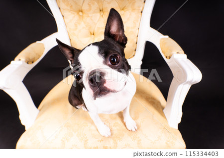 Boston Terrier dog sitting on an ancient arm chair in studio. 115334403