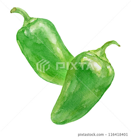 Two jalapenos watercolor illustration 116418401