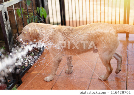 Cleaning labrador dog 116429701