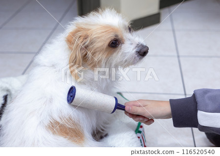 The coat of the domestic dog. Domestic animal health care. Close up of boy's hand removing dog hair with stickier lint roller. 116520540