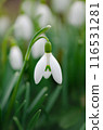 Early spring white snowdrops. Snowdrop flowers in the snow spring nature background. 116531281