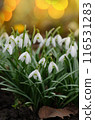 Blossom white snowdrops flowers on  spring sunny day. 116531283