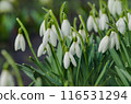 Blossom white snowdrops flowers on  spring sunny day. 116531294