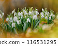 Blossom white snowdrops flowers on  spring sunny day. 116531295