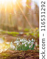 Blossom white snowdrops flowers on  spring sunny day. 116531292