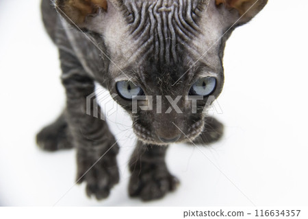 Beautiful gray Sphynx kitten against background 116634357