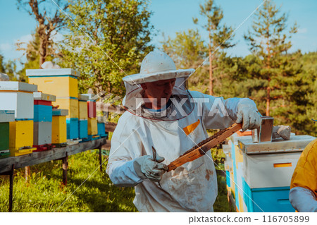 Beekeepers checking honey on the beehive frame in the field. Small business owners on apiary. Natural healthy food produceris working with bees and beehives on the apiary. 116705899