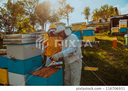 Beekeepers checking honey on the beehive frame in the field. Small business owners on apiary. Natural healthy food produceris working with bees and beehives on the apiary. 116706931