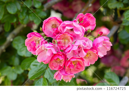 Close-up of beautiful pink cupped rose flower blooming in a rose garden 116724725