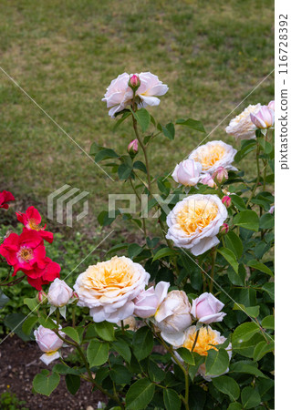 Beautiful rosette orange rose flower blooming in the garden 116728392