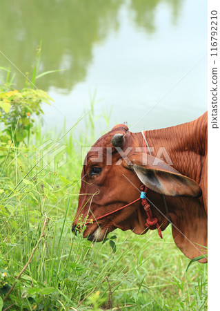 Brahma cow in the field, cow eating grass in the meadow at summer time, Thailand. 116792210