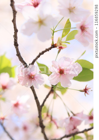 Cherry blossoms (image) 116859298