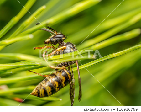 Wasp sitting on garden plant leaves 116916769