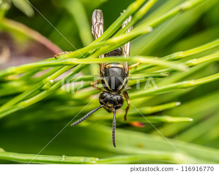 Wasp sitting on garden plant leaves 116916770