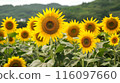 Sunflower field 116097660