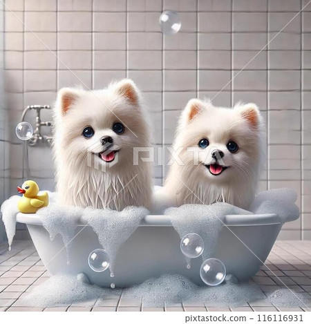 Pomeranian bath time 116116931