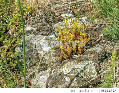 Goldmoss stonecrop or mossy stonecrop Sedum acre is a perennial flowering plant. Forest flowers. 116333852