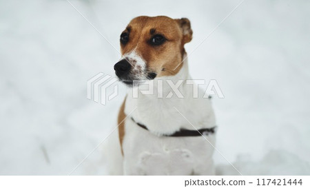 A Jack Russell Terrier trembles in the winter snow. 117421444