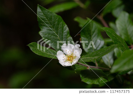 flowers and leaves of the Japanese loquat tree, eriobotrya japonica 117457375