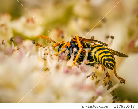 Wasp sitting on garden flower 117639518