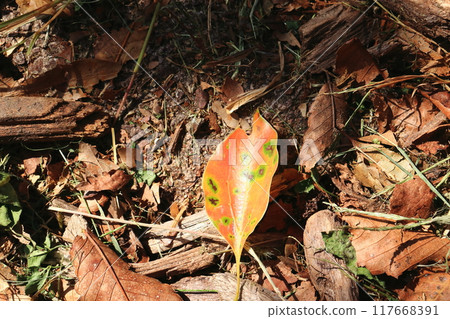 Colorful fallen leaves 117668391