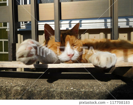 Cat paws through the fence at Matsubara Shopping Arcade 117708183