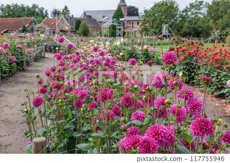 Landscape near Eibergen in the dutch gelderland 117755946