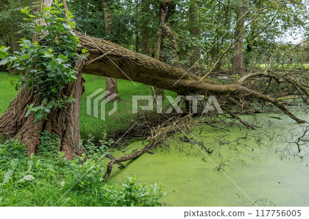 Landscape near Eibergen in the dutch gelderland 117756005