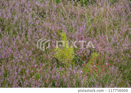 Landscape near Eibergen in the dutch gelderland 117756008