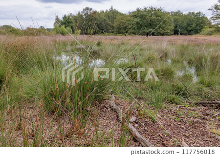 Landscape near Eibergen in the dutch gelderland 117756018