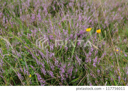 Landscape near Eibergen in the dutch gelderland 117756011