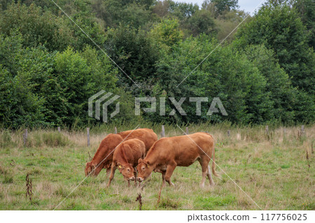 Landscape near Eibergen in the dutch gelderland 117756025