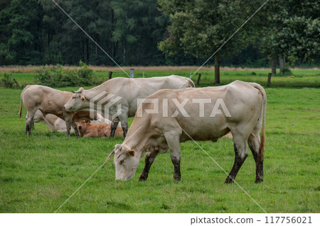 Landscape near Eibergen in the dutch gelderland 117756021