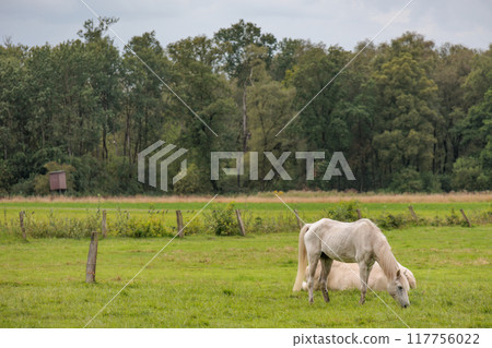 Landscape near Eibergen in the dutch gelderland 117756022