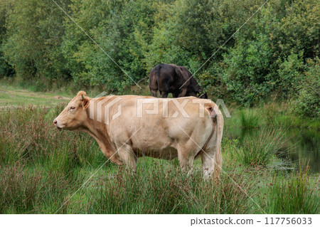 Landscape near Eibergen in the dutch gelderland 117756033