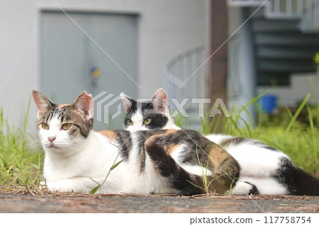 Calico cat and black and white cat relaxing 117758754